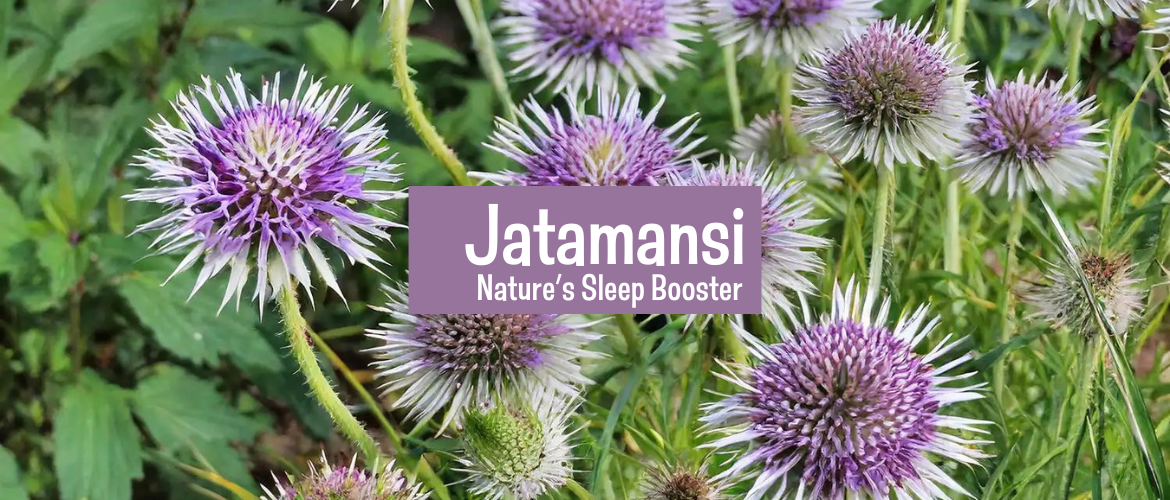 Use Jatamansi for better sleep