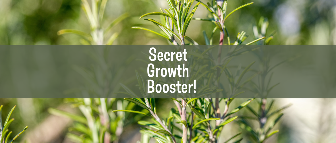 Rosemary: the secret ingredient for hair growth